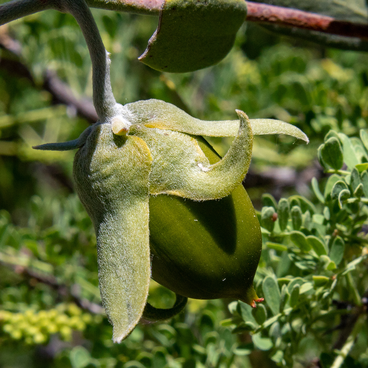 Jojoba olje økologisk