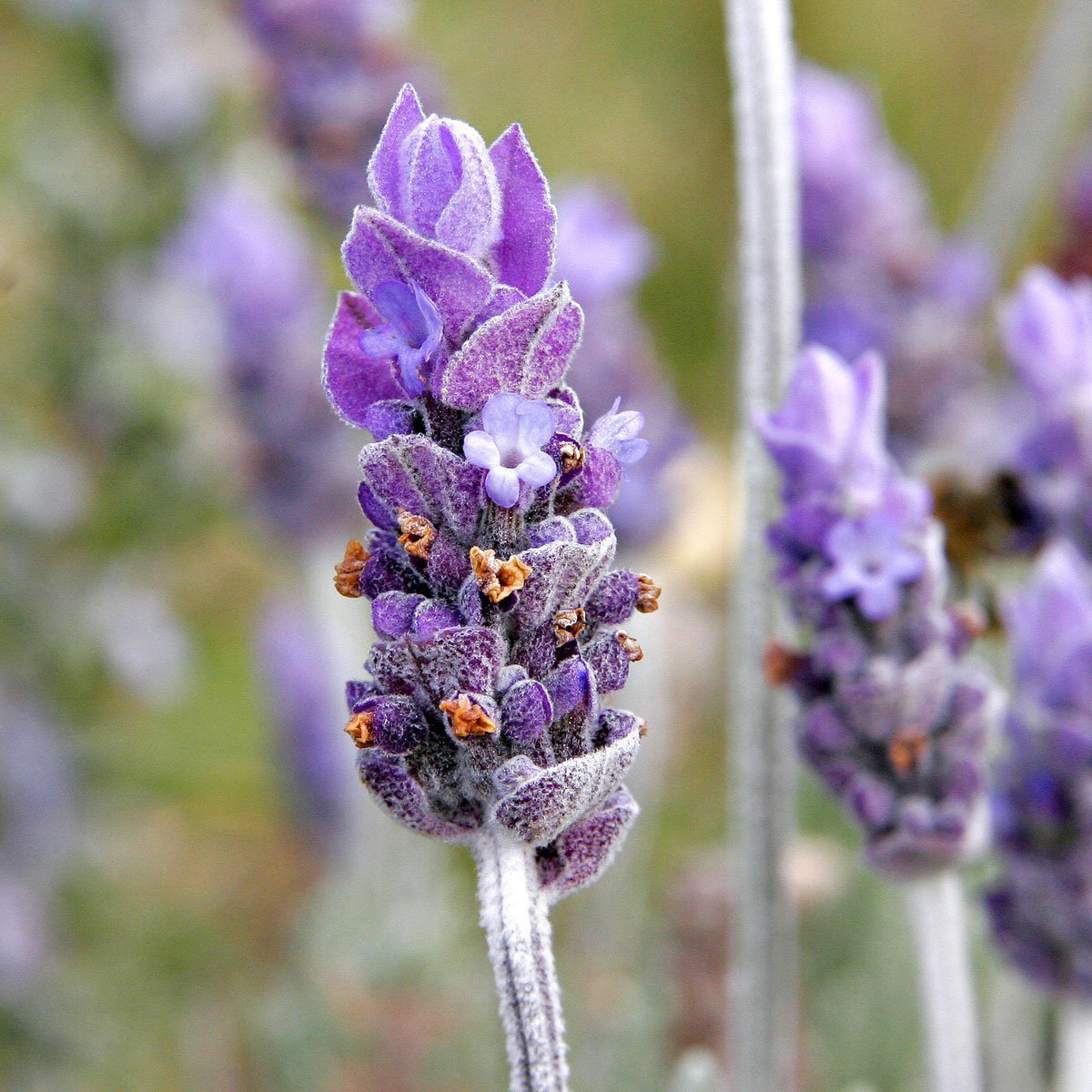 Lavendel olje økologisk