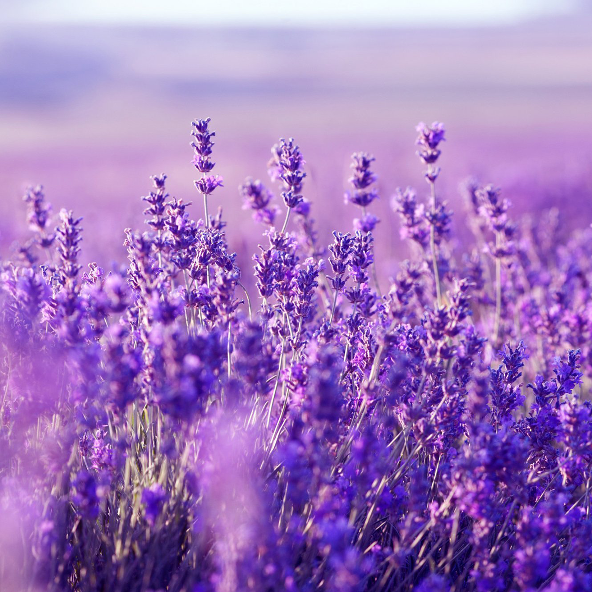 Lavendel olje økologisk